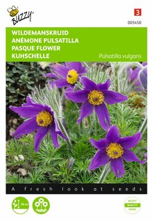 Buzzy® zaden - Pulsatilla, Wildemanskruid - afbeelding 1