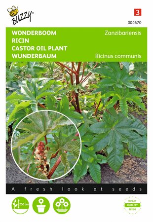 Buzzy® zaden - Ricinus, Wonderboom gemengd - afbeelding 1