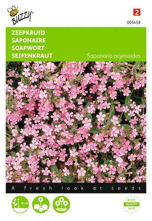 Buzzy® zaden - Saponaria, Zeepkruid - afbeelding 1