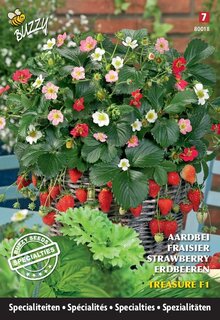 Buzzy® zaden - Specialties Aardbei Treasure F1 - afbeelding 2
