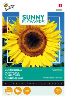 Buzzy® zaden - Sunny Flowers, Reuzenzonnebloem Giganteus - afbeelding 1