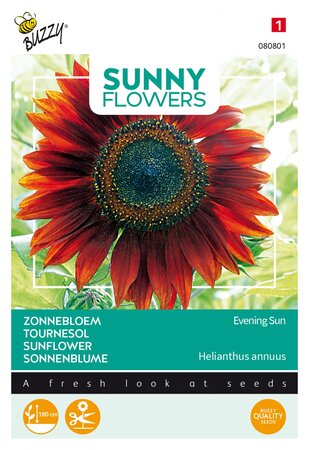 Buzzy® zaden - Sunny Flowers, Zonnebloem Avondzon - afbeelding 1