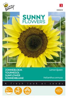Buzzy® zaden - Sunny Flowers, Zonnebloem Lemon Queen - afbeelding 4