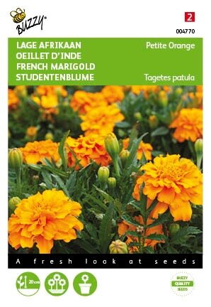 Buzzy® zaden - Tagetes, lage Afrikaan Petite Orange - afbeelding 1