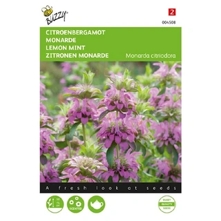 Buzzy® zaden - Citroenbergamot Monarda Citriodora - afbeelding 1