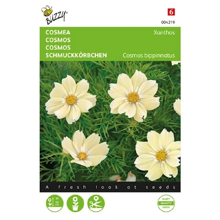 Buzzy® zaden -  Cosmos Cosmea Xanthos - afbeelding 1