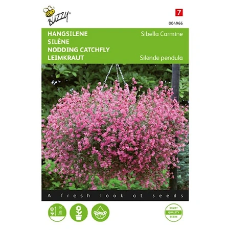 Buzzy® zaden - Hangsilene - afbeelding 1