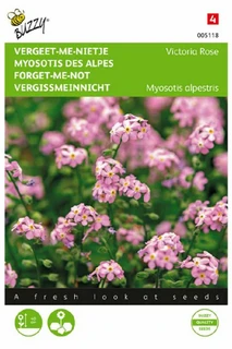 Myosotis, 'vergeet-me-nietje' Victoria Rose