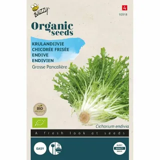 Buzzy® zaden - Organic Krulandijvie Grosse Pancalière  (BIO)