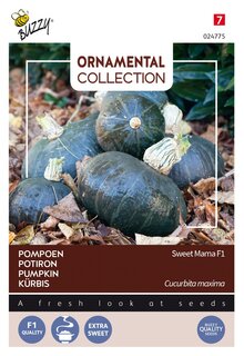 Buzzy® zaden - Ornamental Collection - Pompoen Sweet Mama F1 - afbeelding 1