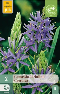 Camassia leichtlinii caerulea