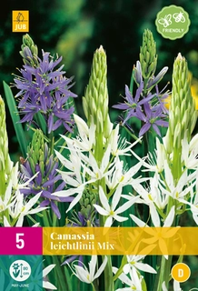 Camassia Leichtlinii Mix - 5 bloembollen