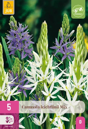 Camassia Leichtlinii Mix - 5 bloembollen