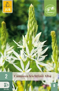 Camassia leightlinii Alba