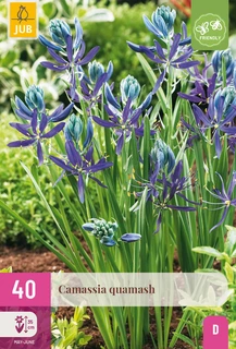 Camassia Quamash - 40 bloembollen