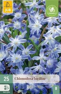 Chionodoxa luciliae - 25 bloembollen