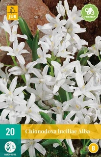 Chionodoxa Luciliae Alba