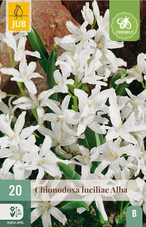 Chionodoxa Luciliae Alba