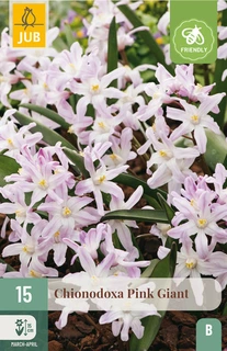 Chionodoxa Pink Giant - 15 bloembollen