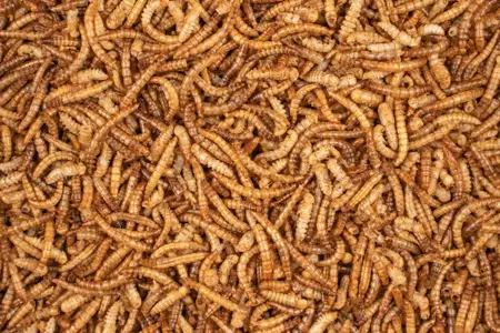 Chix Meelwormen 200g - Deli nature - afbeelding 2