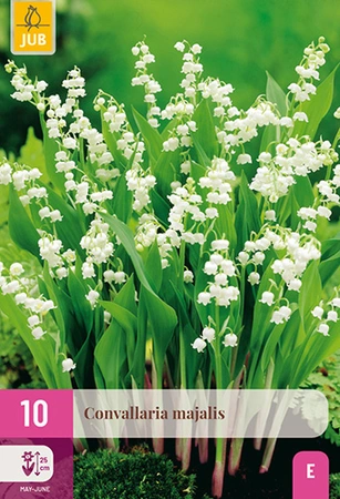Convallaria Majalis 10st
