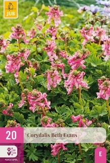 Corydalis Beth Evans - 20 bloembollen