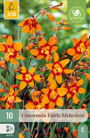 Crocosmia Emily Mckenzie 10st