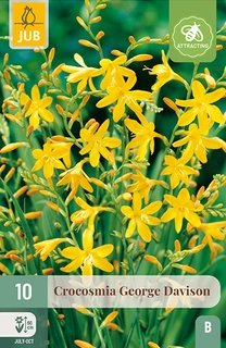 CROCOSMIA GEORGE DAVISON