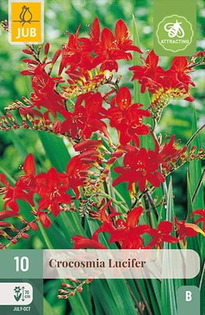 Crocosmia Lucifer 10st