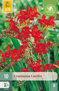 Crocosmia Lucifer 10st