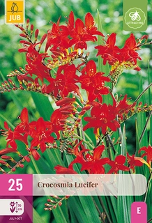 Crocosmia Lucifer 25st