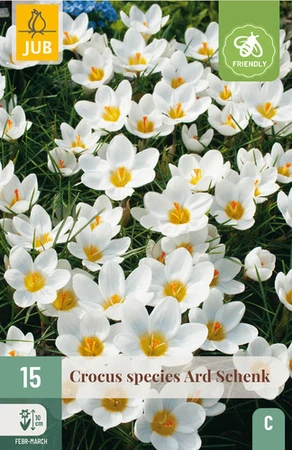 Crocus Ard Schenk - 15 bloembollen