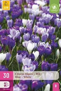30 CROCUS BLAUW - WIT 7/8