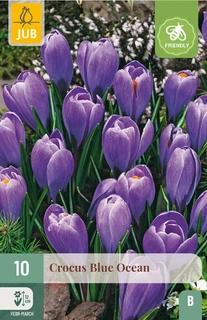 Crocus Blue Ocean - 10 bloembollen