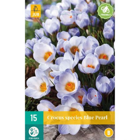 Crocus Blue Pearl - 15 bloembollen