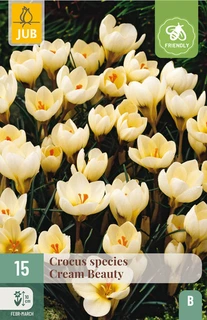 Crocus Cream Beauty - 15 bloembollen