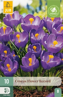 Crocus Flower Record - 10 bloembollen