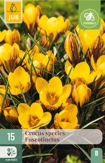 Crocus Fuscotinctus - 15 bloembollen