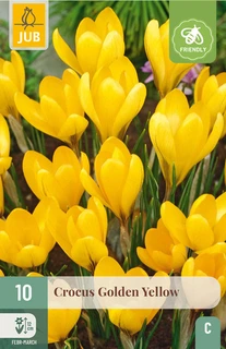 Crocus Golden Yellow - 10 bloembollen