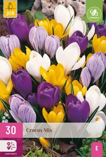Crocus grootbloemig mix - 30 bloembollen