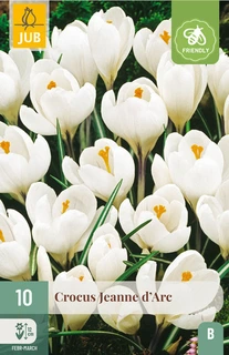 Crocus Jeanne d’Arc – grote witte krokus 8/9 cm, vroegbloeiend
