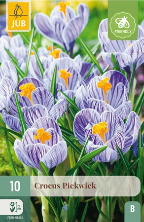 Crocus Pickwick - 10 bloembollen