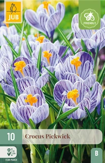 Crocus Pickwick - 10 bloembollen