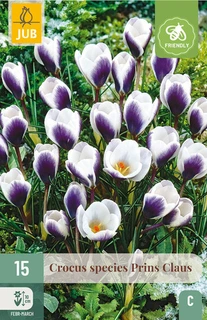 Crocus Prins Claus  - 15 bloembollen