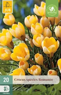 Crocus Romance - 20 bloembollen