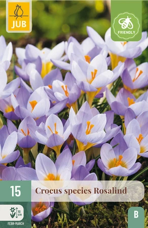Crocus Rosalind - 15 bloembollen