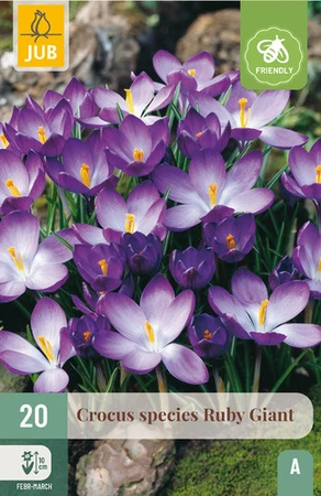 Crocus Ruby Giant - 20 bloembollen