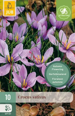 Crocus Sativus - 10 bloembollen