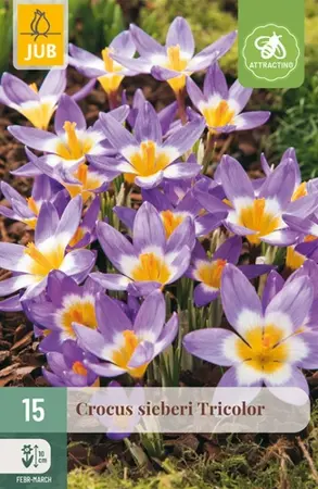 Crocus Sieberi Tricolor - 15 bloembollen