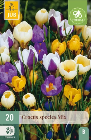 Crocus species Mix - 20 bloembollen